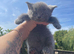 Beautiful bsh x kittens