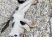 3 beautiful kittens