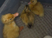Day old mixed ducklings