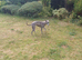 Female whippets