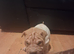 Beautiful puppies ( shar pei)