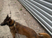 K9 Fully Trained Belgian Malinois