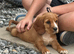 Cocker spaniel