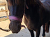Reggie 14h gelding
