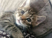Beautiful tabby boy