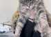 Silver tabby and Black Smoke Maine Coon kittens