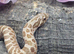 Babies ready to go all different sex and Morphs &pound;80ea