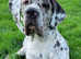 Kc reg, proven, health tested great dane stud