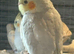 Cockatiels ringnecks bengalese budgies canarys