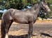 Big 2yr old gelding to make 15.2 plus