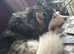 I have 5 cane corso crossed siberian huskys ready for there forever homes