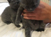 British shorthair x (only 2 kittens available)