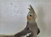Semi tame young cockatiels