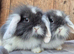 Mini lop baby boy and mini lion lop babys