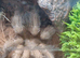 Desert blonde Juvenile Tarantula