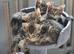Bengal x kittens