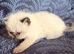 Colourpoint Exotic Shorthair Kittens