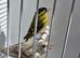 BEAUTIFUL PAIR SISKIN MUTATION