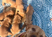 Crufts best in show/Elite Hungarian working lines