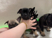 Beautiful French Bulldog Puppies For Sale – Ready Soon (first week in June)