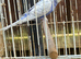 Cute Budgies