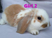 Cute French x Mini Lop kits looking for new homes