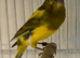 Canary and gold finches
