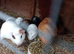Baby guinea pigs