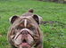 Stunning English bulldog for stud