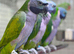 Derbyan parrot