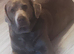 Kc registered & health tested silver Labrador
