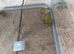 European marsh frog