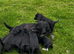 ***friendly cockerdor puppies***