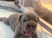 Last of the litter, NEBBR registered