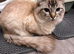 Male Ragdoll