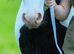 Stunning Cob Gelding