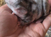 Mini lop x Harliquin kits