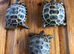 Baby Horsfield Tortoise 2026 Hatchlings