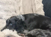 18 month old spaniel