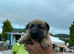 German Shepard x Belgium Mali pups