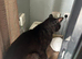 Black cat