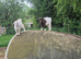 Pygmy goats looking for new homes