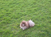 Lilac RKC young adult male pomeranian