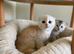 3 unique Scottish folds!