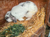 Lop ear rabbit and cage