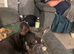 1 French bulldog