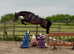 Future eventing horse 4 year old mare