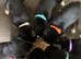 7 beautiful huskadors