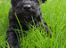 Biewer Yorkshire terrier puppy