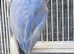 Beautiful Very Rare Violet Oplaine Cleartail Mutation Ringneck Baby